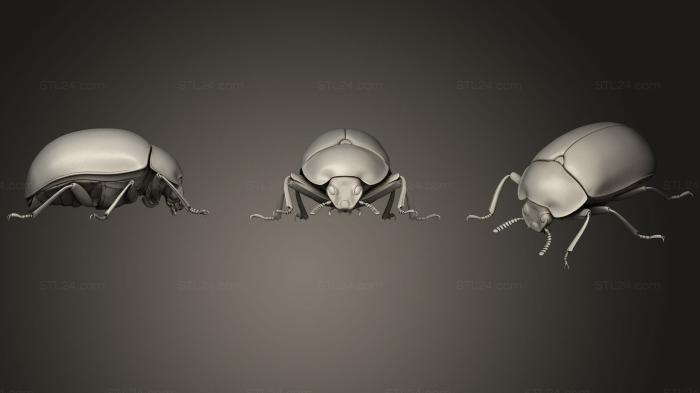 Насекомые (Жуки-насекомые 6, INSCT_0040) 3D модель для ЧПУ станка